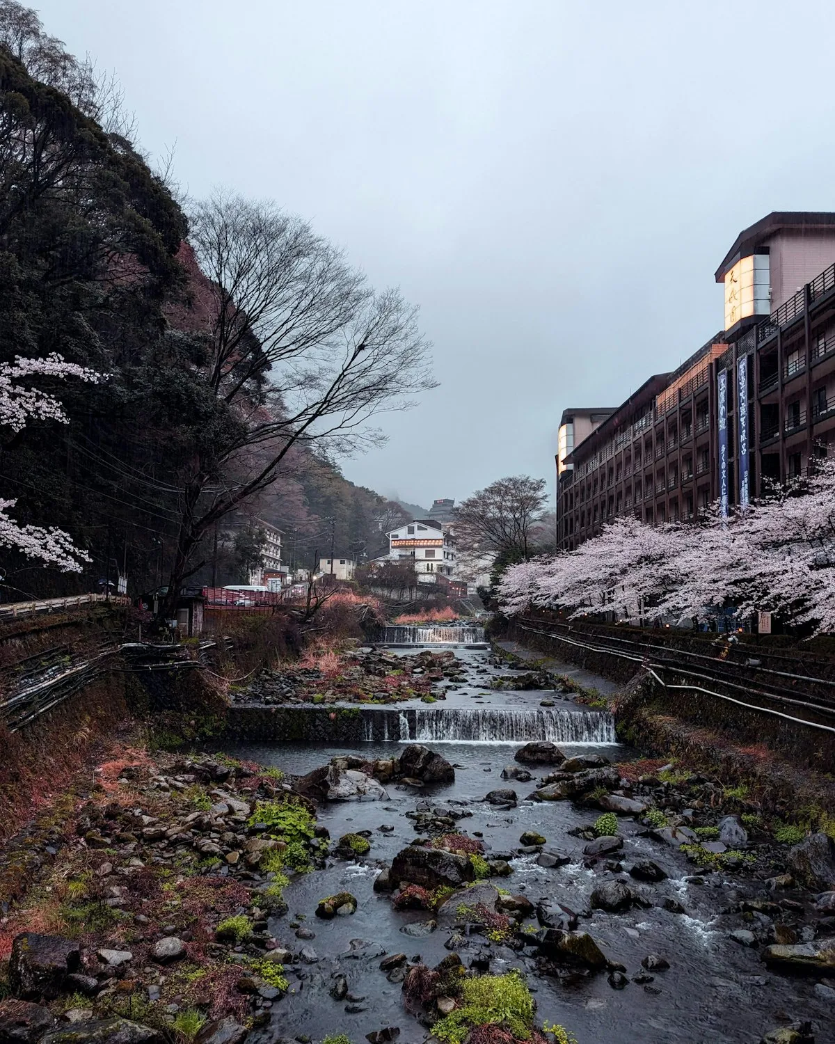 曇り空の日、箱根の温泉街を流れる川。岸に桜が咲き、ホテルが並ぶ