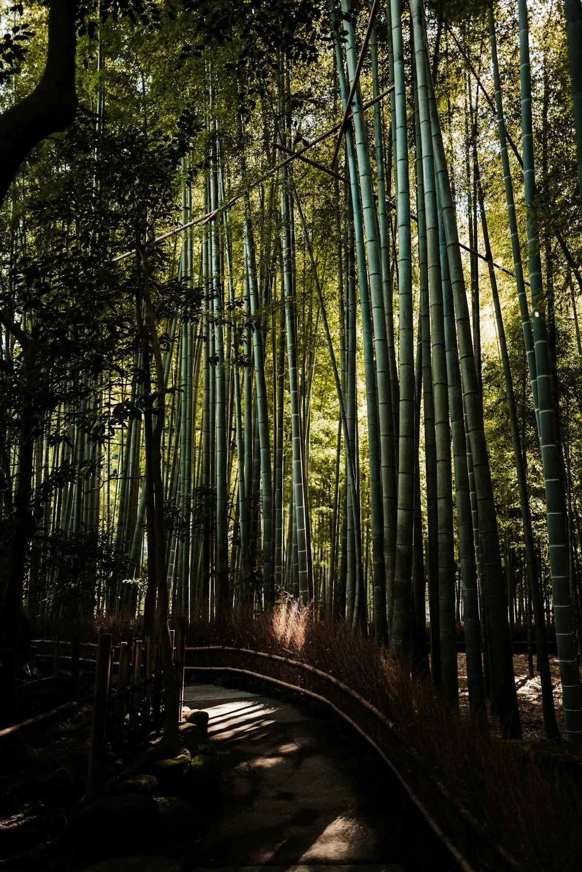 A path curving through a tall bamboo grove in Kamakura, lit by patches of sunlight