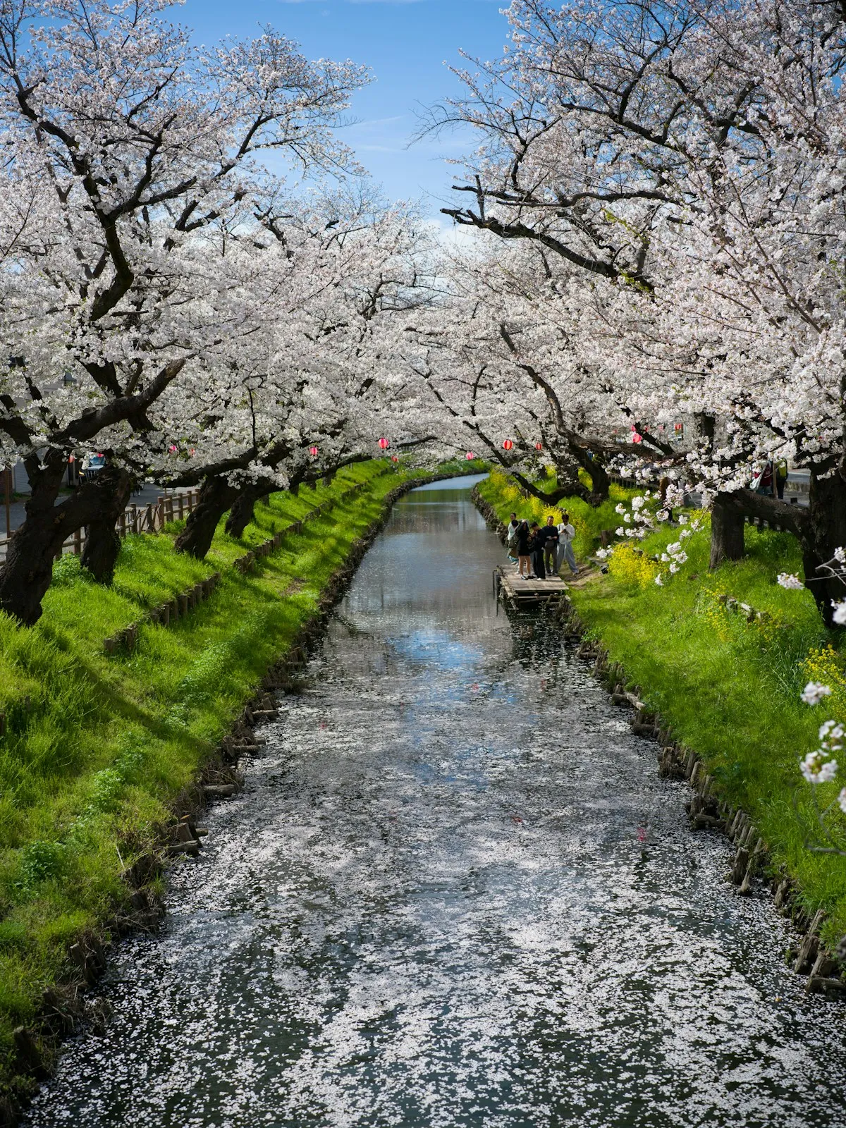 満開の桜が両岸に並び、水面が花びらで覆われた川越の小さな川