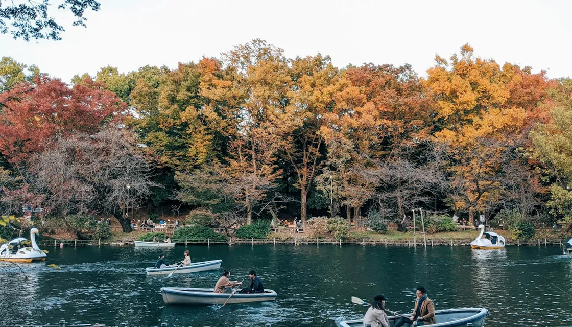 Rowboats and swan boats on the pond in Inokashira Park, framed by autumn trees