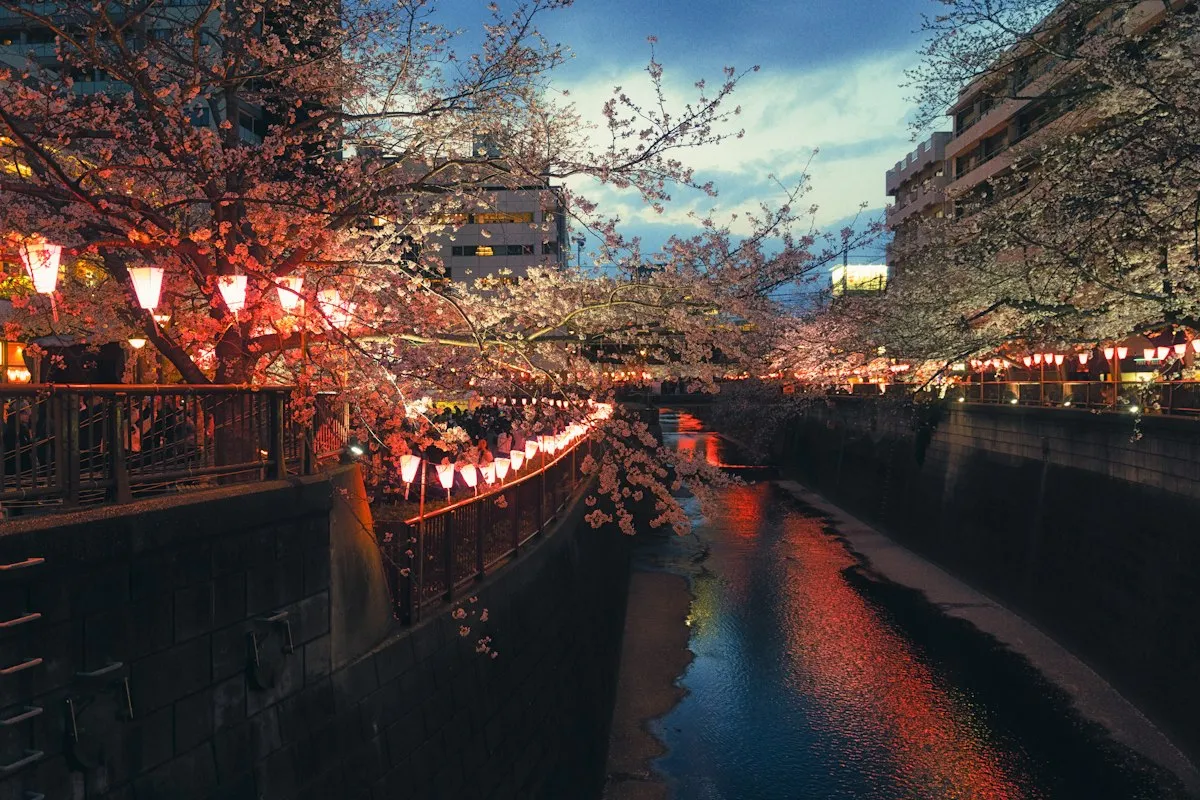 桜の季節、夕暮れの目黒川沿いに灯るちょうちん