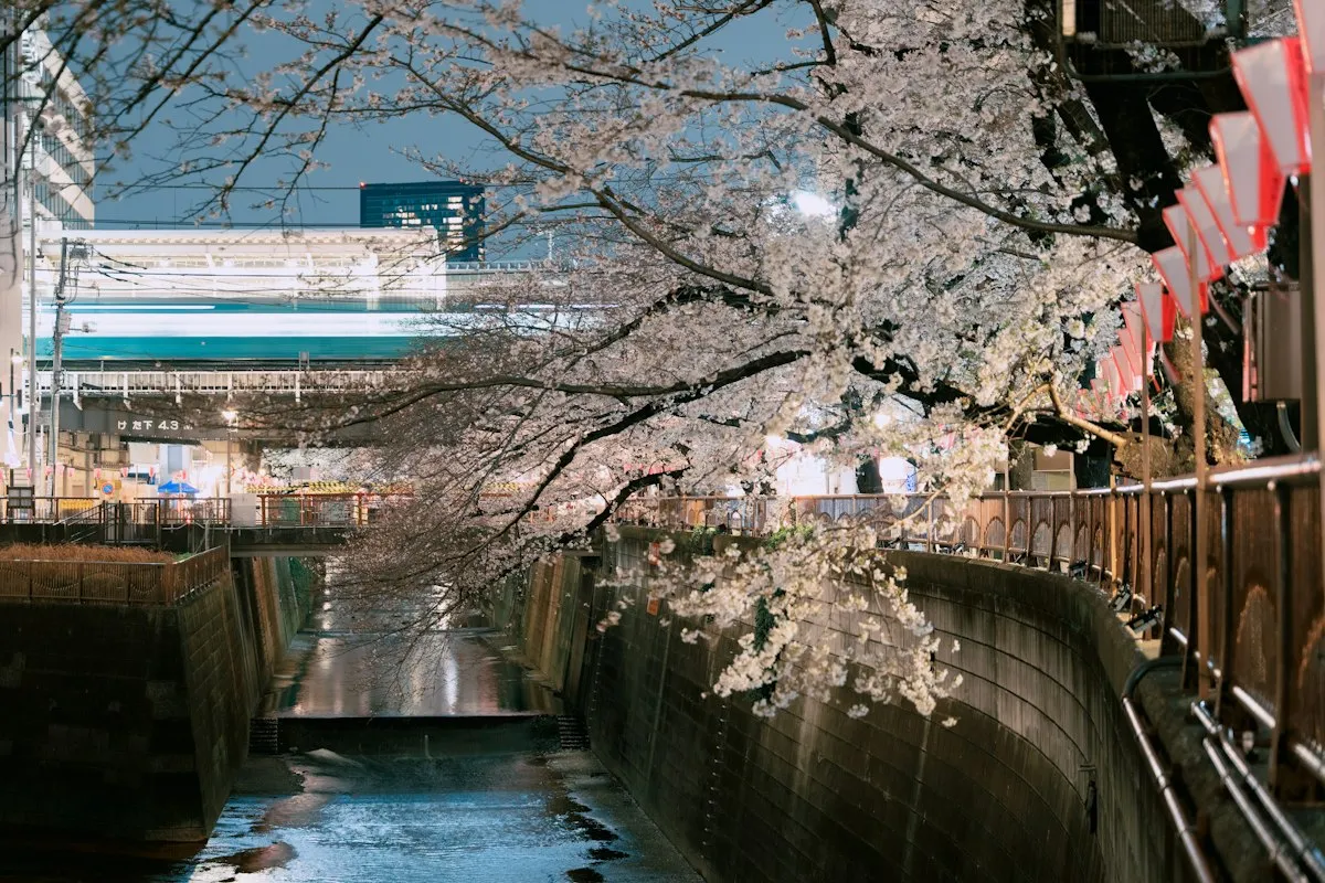 満開の桜の下を流れる目黒川と、奥に見える中目黒駅の高架