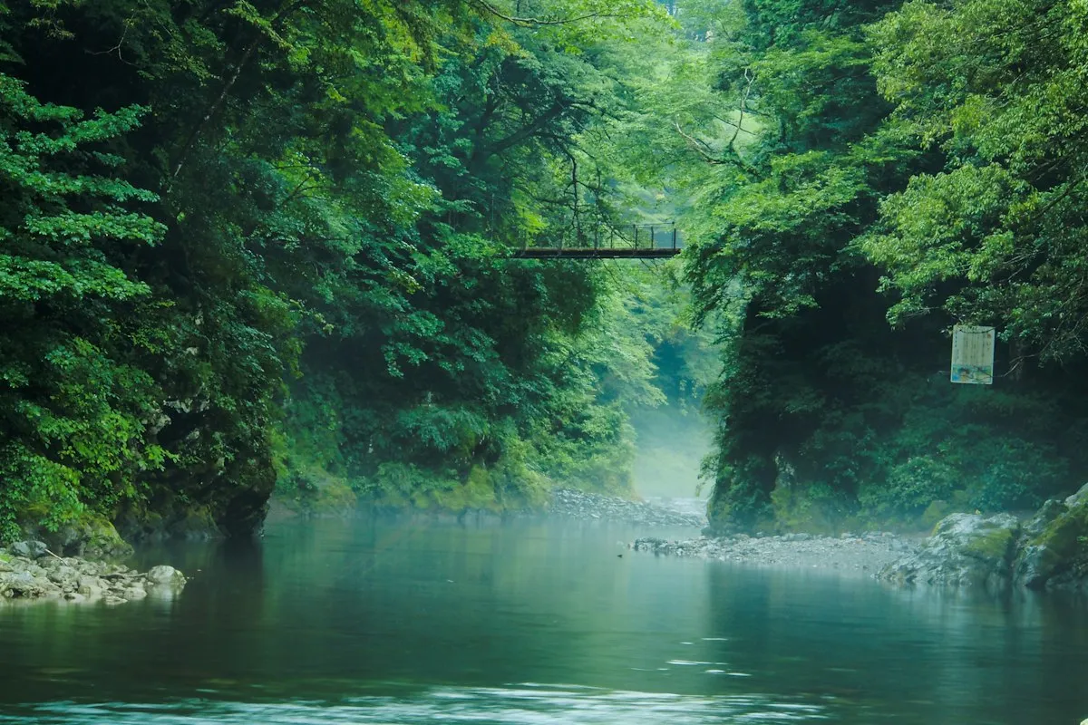 A calm green river in an Okutama gorge, with a small suspension bridge high between the trees