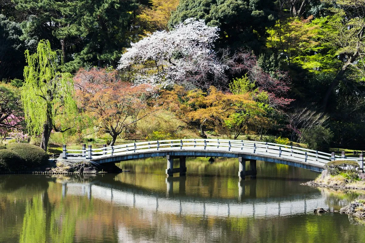 A wooden bridge over a pond in Shinjuku Gyoen, with spring trees and blossoms behind